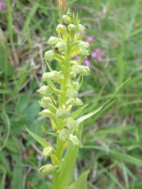 Coeloglossum viride